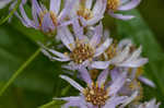 Tatarian aster